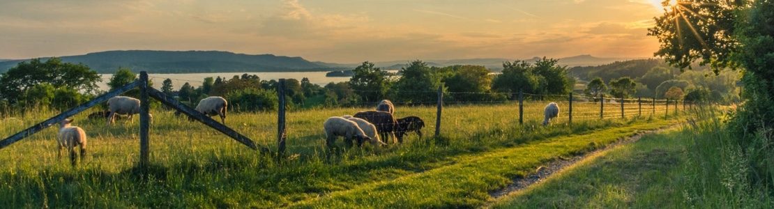 Agricultura y Pesca