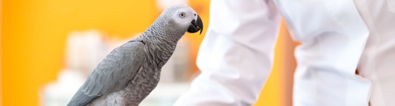 Veterinarios y Asistentes